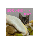 ねこのシェルちゃん（個別スタンプ：4）