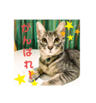 ねこのシェルちゃん（個別スタンプ：5）
