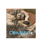 ねこのシェルちゃん（個別スタンプ：6）