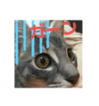 ねこのシェルちゃん（個別スタンプ：7）