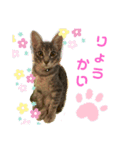 ねこのシェルちゃん（個別スタンプ：8）