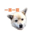 雑種犬飼い犬5（個別スタンプ：1）