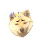 雑種犬飼い犬5（個別スタンプ：2）
