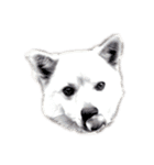 雑種犬飼い犬5（個別スタンプ：4）