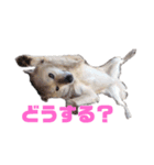 雑種犬飼い犬5（個別スタンプ：5）