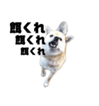 雑種犬飼い犬5（個別スタンプ：6）