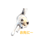 雑種犬飼い犬5（個別スタンプ：7）