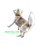 雑種犬飼い犬5（個別スタンプ：8）