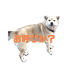 雑種犬飼い犬5（個別スタンプ：9）