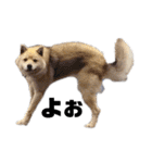 雑種犬飼い犬5（個別スタンプ：10）