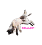 雑種犬飼い犬5（個別スタンプ：11）