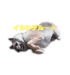 雑種犬飼い犬5（個別スタンプ：12）