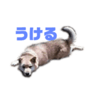 雑種犬飼い犬5（個別スタンプ：13）