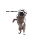 雑種犬飼い犬5（個別スタンプ：15）