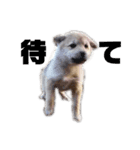 雑種犬飼い犬5（個別スタンプ：16）