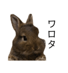 うさぎの（ モナカ おこげ コメコ こむぎ）（個別スタンプ：1）