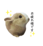 うさぎの（ モナカ おこげ コメコ こむぎ）（個別スタンプ：2）