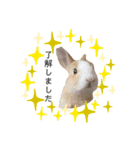 うさぎの（ モナカ おこげ コメコ こむぎ）（個別スタンプ：3）