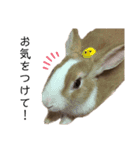 うさぎの（ モナカ おこげ コメコ こむぎ）（個別スタンプ：4）