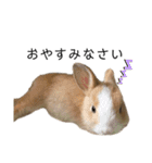 うさぎの（ モナカ おこげ コメコ こむぎ）（個別スタンプ：5）