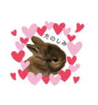 うさぎの（ モナカ おこげ コメコ こむぎ）（個別スタンプ：6）