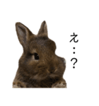 うさぎの（ モナカ おこげ コメコ こむぎ）（個別スタンプ：8）