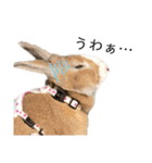 うさぎの（ モナカ おこげ コメコ こむぎ）（個別スタンプ：11）