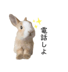 うさぎの（ モナカ おこげ コメコ こむぎ）（個別スタンプ：12）