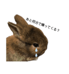 うさぎの（ モナカ おこげ コメコ こむぎ）（個別スタンプ：13）