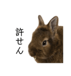 うさぎの（ モナカ おこげ コメコ こむぎ）（個別スタンプ：14）