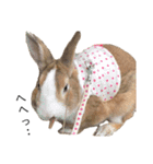 うさぎの（ モナカ おこげ コメコ こむぎ）（個別スタンプ：16）