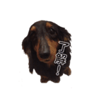 コロンちゃんスタンプ♩（個別スタンプ：3）