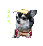 wanko③ちわわのうりえる（個別スタンプ：3）