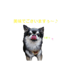wanko③ちわわのうりえる（個別スタンプ：28）