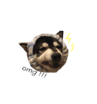 黒柴こてつ(時々ペキ柴りみたん)（個別スタンプ：2）