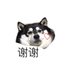 黒柴こてつ(時々ペキ柴りみたん)（個別スタンプ：4）