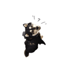 黒柴こてつ(時々ペキ柴りみたん)（個別スタンプ：8）