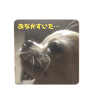 こも☆ひよ（個別スタンプ：8）