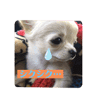 こも☆ひよ（個別スタンプ：11）