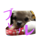 こも☆ひよ（個別スタンプ：15）