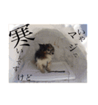 こも☆ひよ（個別スタンプ：16）