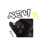 黒ネコのくうちゃん 毎日使ってね～♡（個別スタンプ：14）