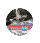 good night  stanp cat（個別スタンプ：1）