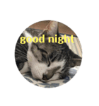 good night  stanp cat（個別スタンプ：3）