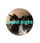 good night  stanp cat（個別スタンプ：6）