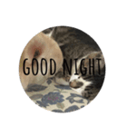 good night  stanp cat（個別スタンプ：7）