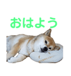 柴犬ろろちゃん（個別スタンプ：1）