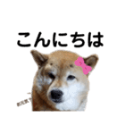 柴犬ろろちゃん（個別スタンプ：2）
