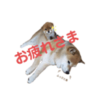 柴犬ろろちゃん（個別スタンプ：4）