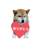 柴犬ろろちゃん（個別スタンプ：5）